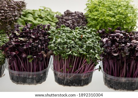 Fresh green and purple micro greens in pots close up on white 