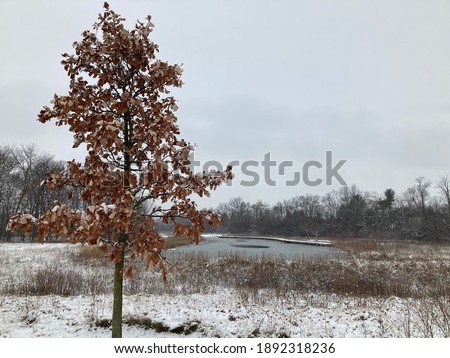 tree in winter with leaves