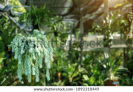 green ivy Succulent plant hanking on fresh garden 