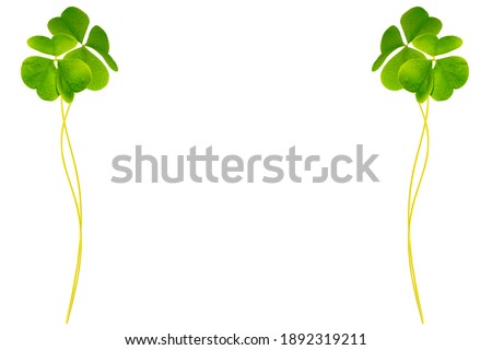 green clover leaves isolated on white background. St.Patrick 's Day. foliage