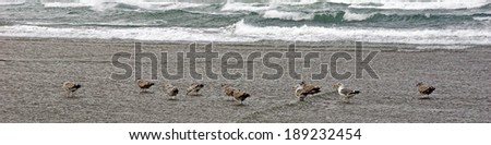 Seagulls on beach with Yaquina Head Lighthouse in background, Newport, Oregon coast 
