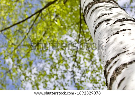 Blooming Birch tree in a sunny spring day. Young bright green leaves on birch tree branches close-up. White birch trunk in focus on a blue sky background. Spring birch in bright sunlight close up. Royalty-Free Stock Photo #1892329078