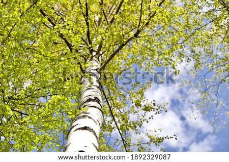 Blooming Birch tree in a sunny spring day. Young bright green leaves on birch tree branches close-up. White birch trunk in focus on a blue sky background. Spring birch in bright sunlight close up. Royalty-Free Stock Photo #1892329087