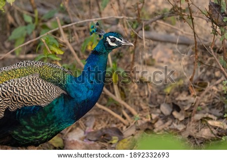 Indian Peafowl (Pavo cristatus) in the natural habitat of forest. Portrait or closeup of peacock.