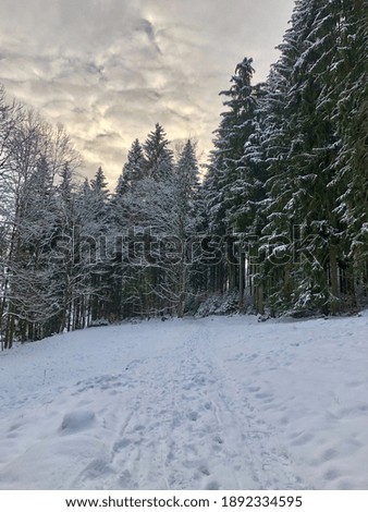 View of snowy forest with fir trees