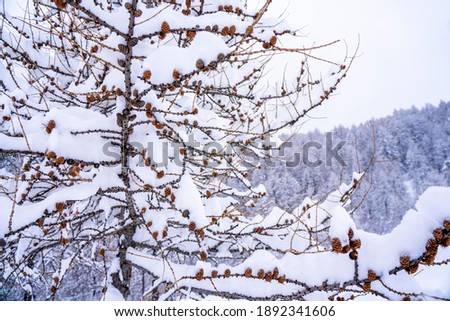 Pine tree branches with small cones in the mountain winter forest. Panoramic view of winter forest with trees covered snow. Sunset in the frozen mountains. Selective focus. High quality photo