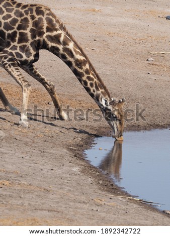 Giraffe at Etosha National Park, Namibia