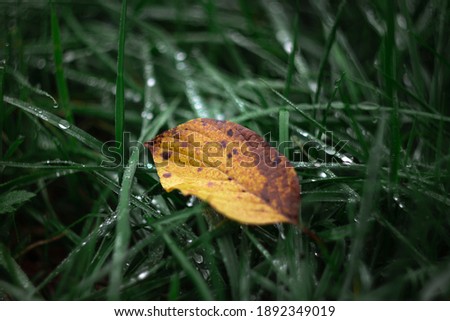 A lonely yellow leaf on the fresh morning dew at dawn. Close-up with natural soft focus of green blades of grass with transparent water drops on the meadow. Panoramic spring nature background.
