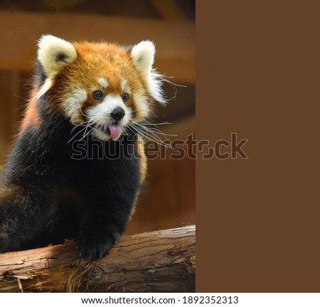 A gorgeous red panda with a grimace and a protruding tongue