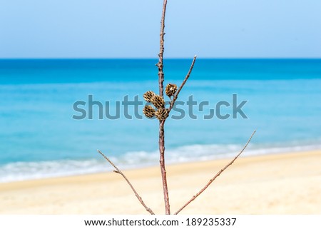 Pine cones with branches on beach background. 