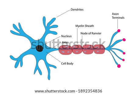 Basic Neuron Types Stock Vector Images Avopix Com