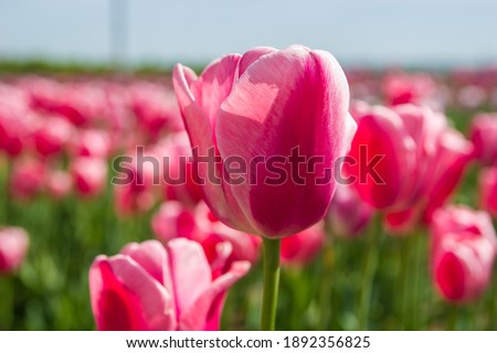 Beautiful floral background of bright red tulips. Pink flowers blooming in the garden in the middle of a sunny spring day with a landscape of green grass and blue sky