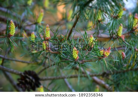 Pine tree needles and buds in early springtime. Stock Image