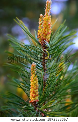 Pine tree needles and buds in early springtime. Stock Image