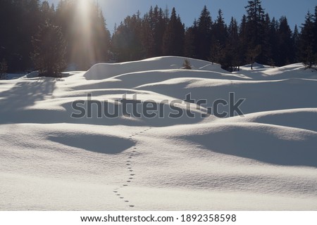 deep snow and sunshine on the mountains and in the forest