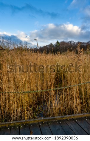 A boardwalk in a marshland full of reeds in golden color. Picture from Lund, southern Sweden