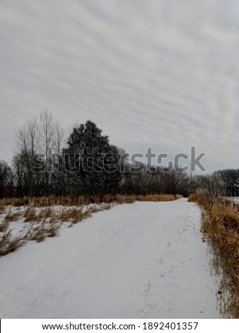 snow covered path through nature in winter with green brown grass calm relaxing walk outside