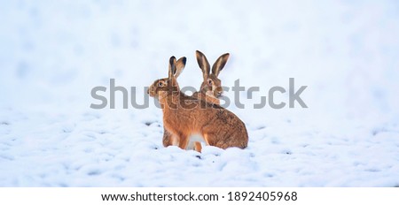 Hare sitting on a snowy meadow, the best photo.