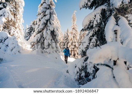 Winter in finish Lapland behind the polar circle. Hike on National Park. Snowy forest in the deep standing midday sun. Active people concept image. Beautiful moment the miracle of nature.