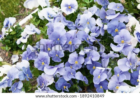 Viola tricolor pansies, flower bed. Violets are blue in urban landscaping and landscape design.