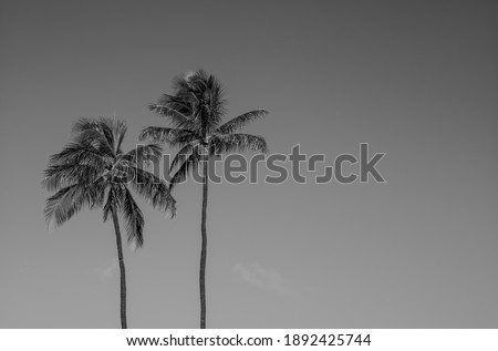 Twin Coconut Palms in tones of Black and White.