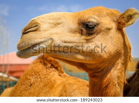 A proud Camel , picture taken in Dubai