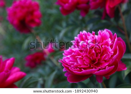 Macro photo nature flower peony. Stock photo Background texture of a blooming peony flower with pink raspberry buds. An image of a peony flower. High quality photo
