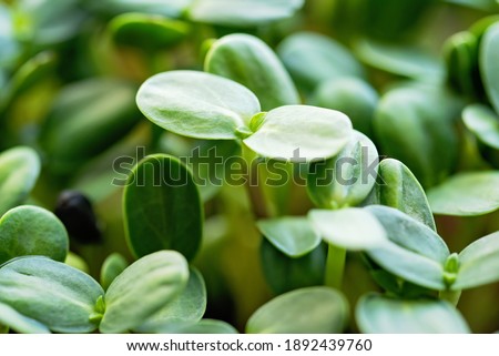 microgreen Foliage Background. Closeup of 9 days old sunflower sprouts. Seed Germination at home. Vegan and healthy eating concept. Sprouted basil germinated from high quality organic plant seed. Royalty-Free Stock Photo #1892439760