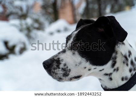 lonely dog playing in the snow