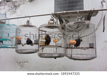 bird cage or bird house for housing birds as pets