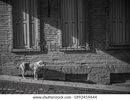 Dog is standing on slope of pavement in front of brick wall background with three wooden windows.
