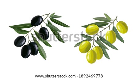 Olive hand drawn branch with green and black olives isolated on white background. Vector illustration Royalty-Free Stock Photo #1892469778