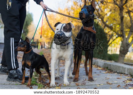 Dogs on a leash. Selective focus with blurred background. Shallow depth of field.