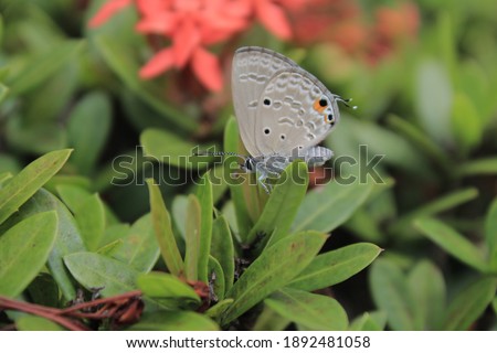 a picture of a butterfly in the garden during the day