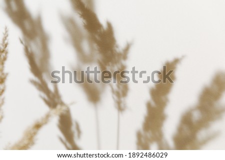 Pampas grass branch on pastel neutral beige background. Flat lay. Minimal, styled concept for bloggers with reeds foliage, sun light and trendy shadow Royalty-Free Stock Photo #1892486029