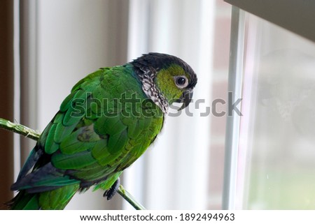 Young Black Capped Conure Looking out the window