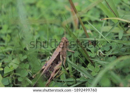 a picture of a wild locust being in the garden during the day