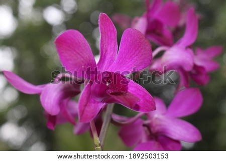 Beautiful purple orchids are blooming