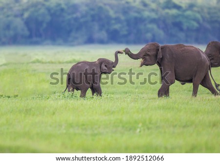 Baby and mother elephants are playing in a lush green grassy area. the background is clean and clear.