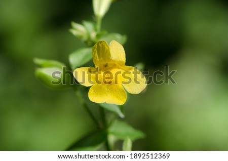 Seep monkeyflower (Erythranthe guttata) is a common yellow flower in the lopseed family (Phrymaceae)