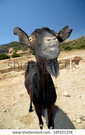 goat black in Rhodes island - kisses - funny picture