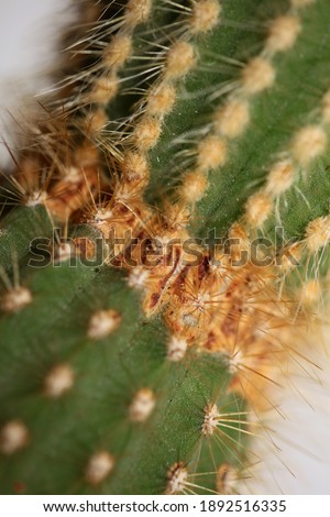 Cactus close up high quality print modern background espostoa guentheri cactaceae family