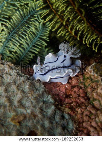 Nudibranch in coral garden