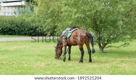 Saddled horse in the city square. The animal bowed its head and chews the green grass. On a horse - Saddle blanket, bridle, reins, bit, support. Royalty-Free Stock Photo #1892521204