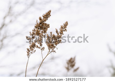 Beautiful winter plant, frozen grass in frost day. Natural environment. Seasons, ecology, botany natural background. Selective focus.