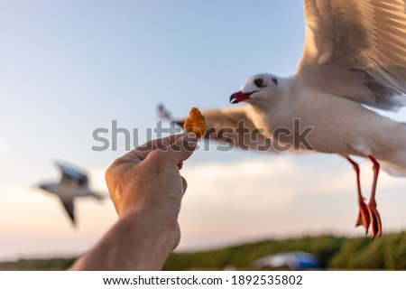 Seagull feeding at Bangpoo ,Thailand