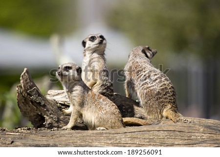 Group of meerkats (Suricata suricatta) basking in the sun on a wooden stump, at a local zoo