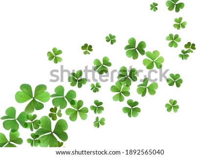 Fresh green clover leaves on white background. St. Patrick's Day 