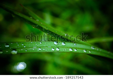 Water drops on the green grass. Macro with blurred background