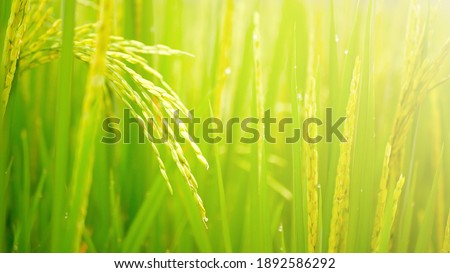 a green paddy close up